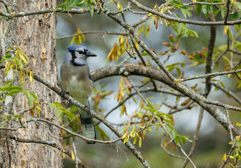 Blue jay perched in autumn on branch 
