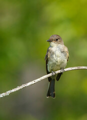 Flycatcher Phoebe hunting from tree branch