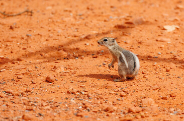 ground squirrel on red rock sand