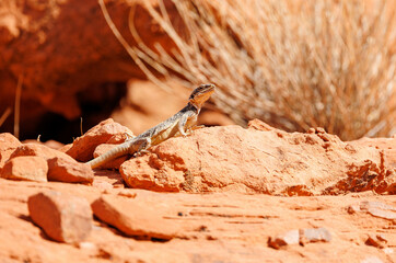 Desert lizard on red rocks