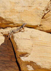 Desert lizard on red rocks