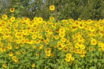 Autumn field of yellow sunflowers 