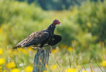 vulture perched on wooden post