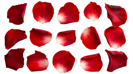 Fototapeten Set of red rose flowers petals isolated on transparent background. © MDNANNU