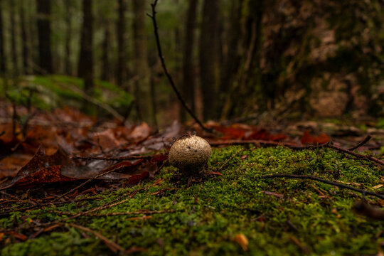 mushroom in the forest