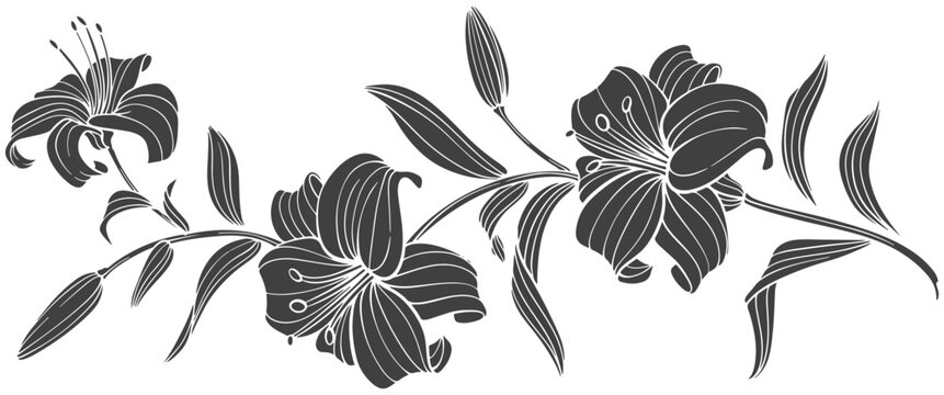Vector of black silhouettes of lily flowers isolated on a transparent background.