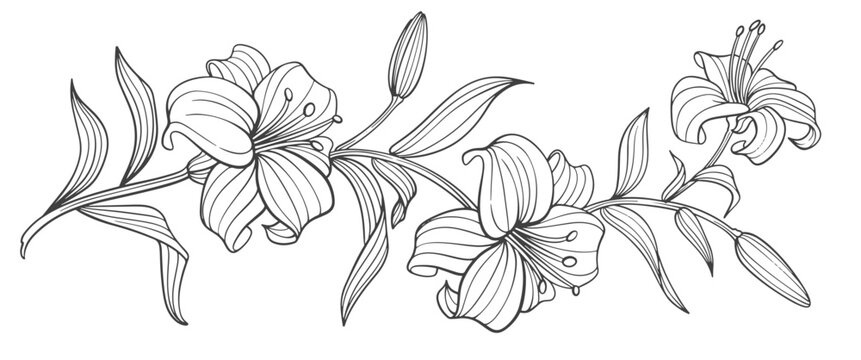 black and white lili flower
