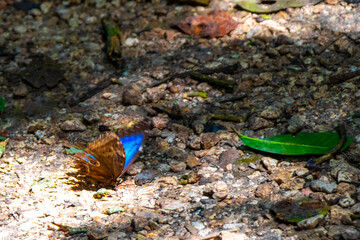 Large blue butterfly Blue Morpho on the forest floor.
