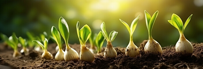 fresh organic garlic in the soil on the background. - obrazy, fototapety, plakaty