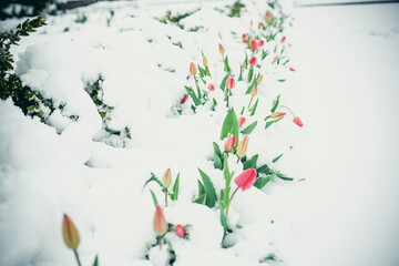 First tulips in the snow