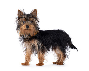 Cute little black and tan Yorkshire Terrier dog puppy, standing side ways. Looking towards camera. Isolated on a white background.