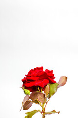 Background with a beautiful rose