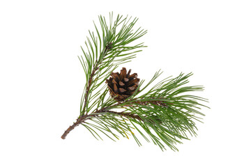 Natural decoration - green pine branch with a brown cone isolated on a transparent background.