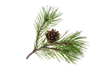 Natural decoration - green pine branch with a brown cone isolated on a transparent background.