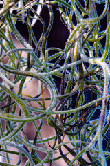 Spanish Moos close up