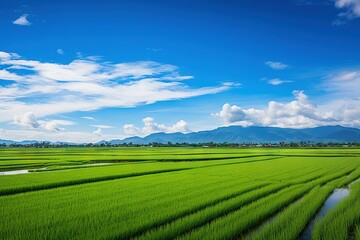 Fototapeta na wymiar green paddy field and blue sky