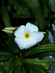 white flower with water drops