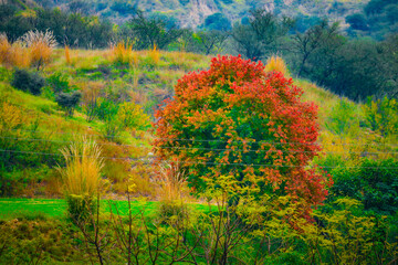 Obraz premium Mountain, Tree , Jungle in meadows