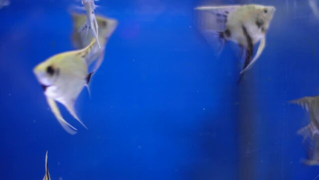 Fish in an aquarium. Freshwater aquarium fish. Red caps, zebrafish, mollies, swordtails, catfish, barbs.