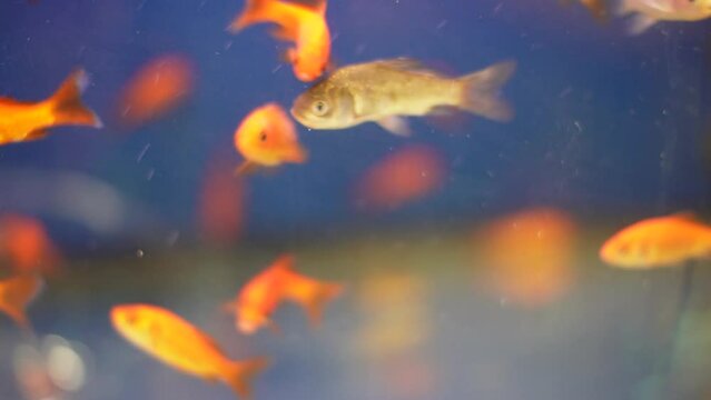 Fish in an aquarium. Freshwater aquarium fish. Red caps, zebrafish, mollies, swordtails, catfish, barbs.