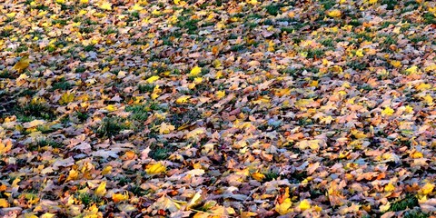 The still green grass is covered with a carpet of colorful autumn leaves.