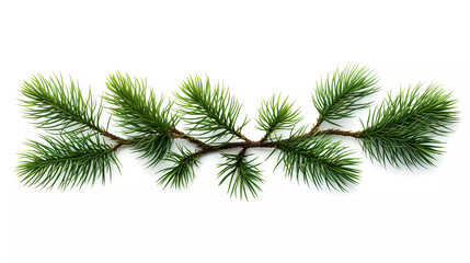 A set of three pine branches with green needles on a white background with a place for text or a picture