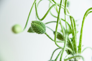 Closed poppy flower bud in a garden.