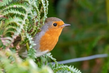 Portrait of a European robin (erithacus rubecula) perching on a wire fence