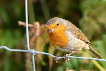 Portrait of a European robin (erithacus rubecula) perching on a wire fence