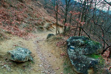 Central European forest in late autumn