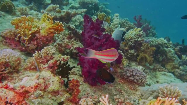 Klunzinger's wrasse [Thalassoma rueppellii], Orange Face Butterflyfish (Chaetodon larvatus) and Cortez Rainbow Wrasse in coral reef, Red sea, Egypt. 