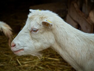 Portrait of a white goat