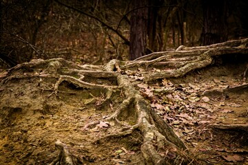 Tree roots in a forest