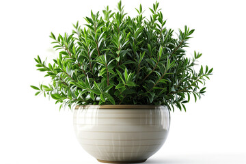 Rosemary plant in ceramic pot isolated on white background