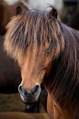 Closeup portrait of beautiful brown Icelandic horse 