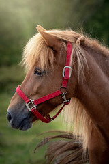 Closeup profile portrait of brown Icelandic horse with red halter and green background
