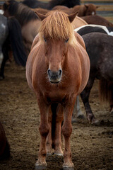 Front full body portrait of brown Icelandic horse in a corral