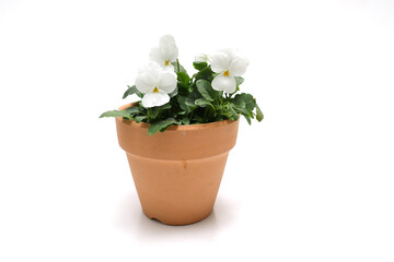 白背景の植木鉢に植えた白いビオラ