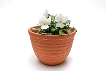 白背景の植木鉢に植えた白いビオラ