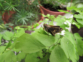 A small yellow butterfly perched on a leaf in the middle of the garden