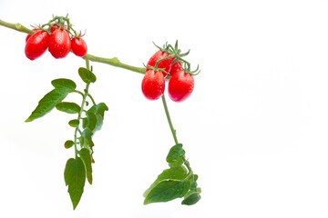 Cherry Tomatoes: Natural Radiance Against White