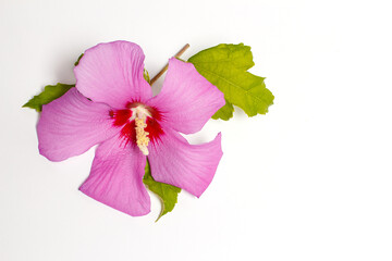 Lily flower on white background