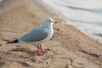 兵庫県西宮市の香櫨園浜のゆりかもめ。