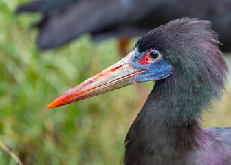 Abdim's Stork (Ciconia abdimii) Outdoors