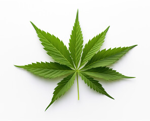 A high-resolution image of a single, vibrant green cannabis leaf with serrated edges, isolated on a pure white background.
