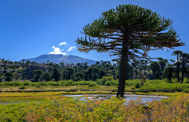 Árbol de araucaria en primer plano con volcán copahue de fondo - Caviahue - Neuquén