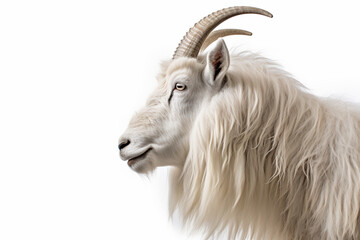 Cashmere Goat close-up portrait on a white background.	
