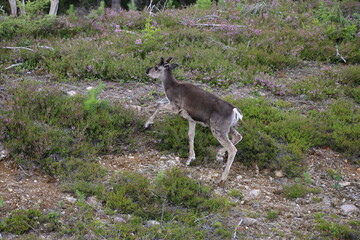 deer in the forest
