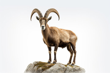 Obraz premium Ibex standing on a white background. Animal front portrait. 
