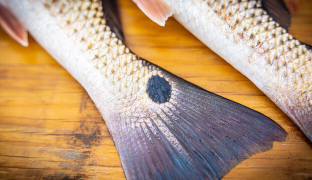 Pearl spot fish in natural habitat